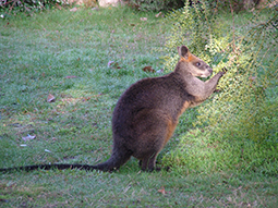 Swamp wallaby browsing one of the Australian native wattle trees at Grampians Paradise Camping and Caravan Parkland